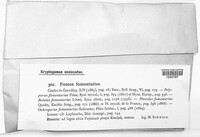 Fomes fomentarius image